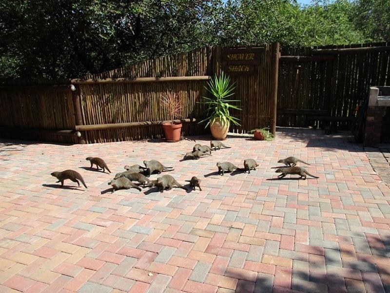 Crowe'S Nest Villa Marloth Park Eksteriør bilde