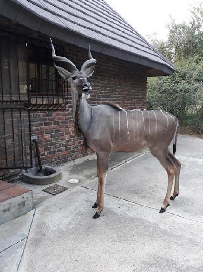 Crowe'S Nest Villa Marloth Park Eksteriør bilde