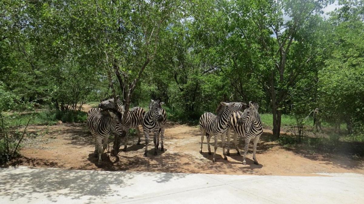 Crowe'S Nest Villa Marloth Park Eksteriør bilde